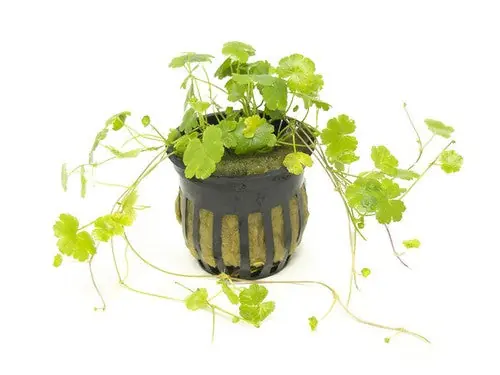 Dwarf PennyWort Japan Hydrocotyle Potted Live Aquarium Plants - Unbranded