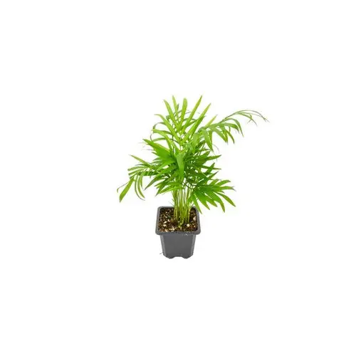 Bella Palm Chamaedorea Elegans Easy Live Plants Free Shipping Buy 2 Get 1 FREE - Canton Aquatics