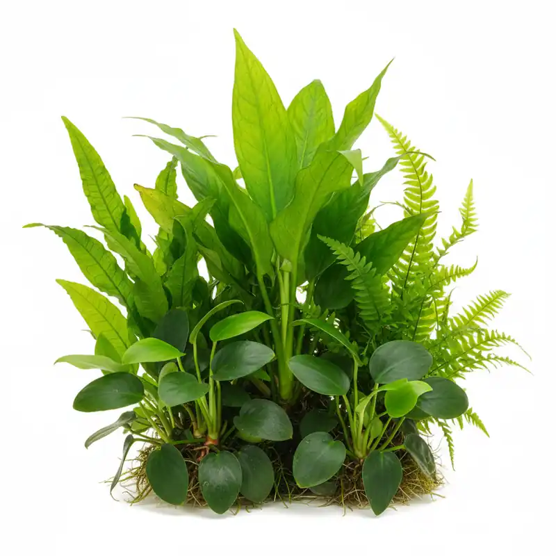 Cichlid-Friendly Live Plant Pack – Large Hardy Aquarium Plants (3 Pack)