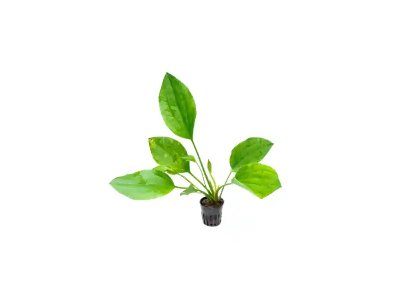Grandifolius Rangeri Sword (Argentinensis) | Live Aquarium Plant (Medium) - CANTON AQUATICS