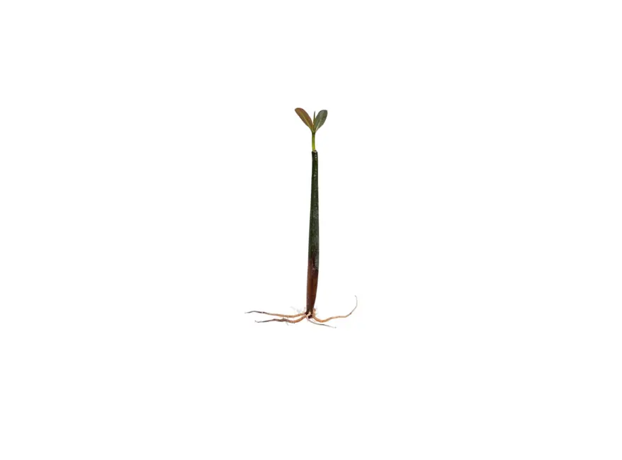 Mangrove Red (Rhizophora mangle) - Canton Aquatics
