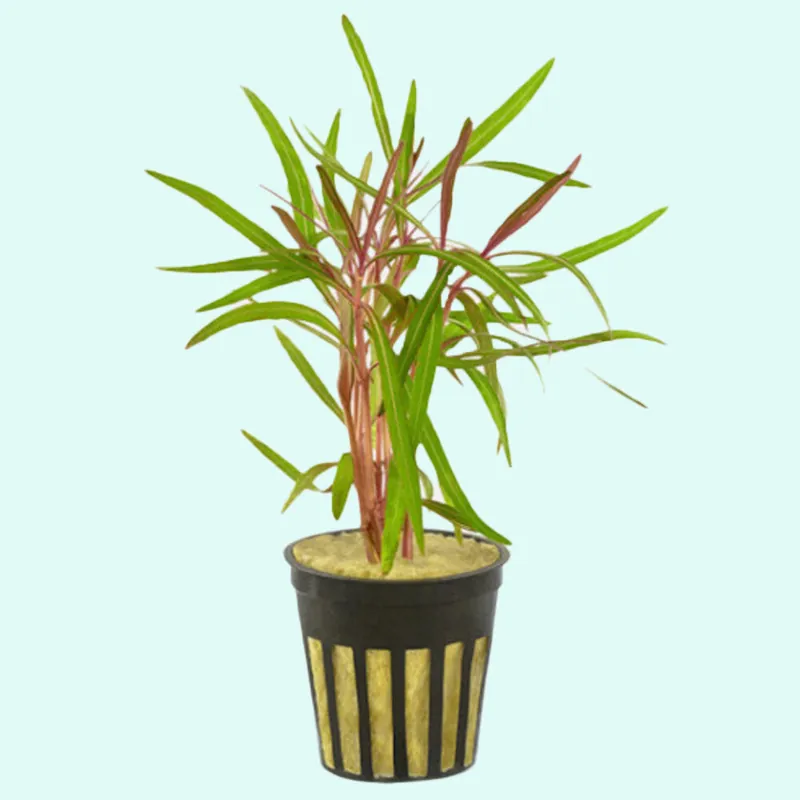 Hygrophila Corymbosa Potted Live Aquarium Plants - Unbranded