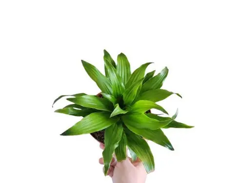 Janet Craig Pineapple Aquatic Terrarium Plant Dracaena Compacta Buy 2 Get 1 FREE - Canton Aquatics