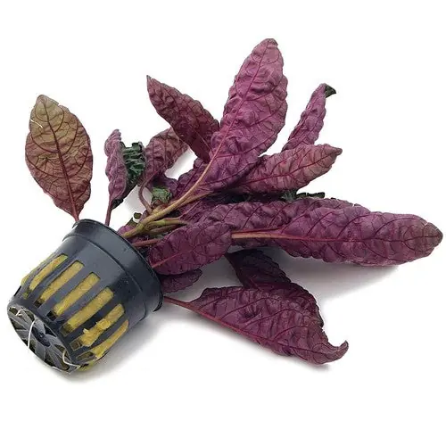Purple Waffle “red Krinkle” Easy Live Plants Free Shipping Buy 2 Get 1 FREE - Canton Aquatics
