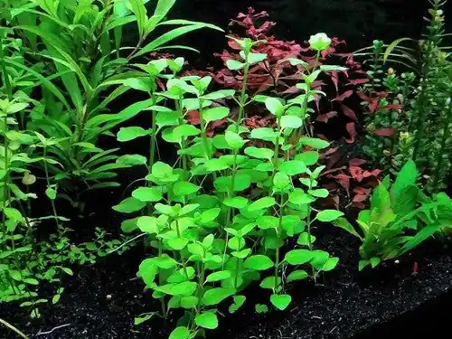 LOW TECH Aquarium Plant Mint Charlie (Micromeria Brownei) Bunch BUY 2 GET 1 FREE - Unbranded