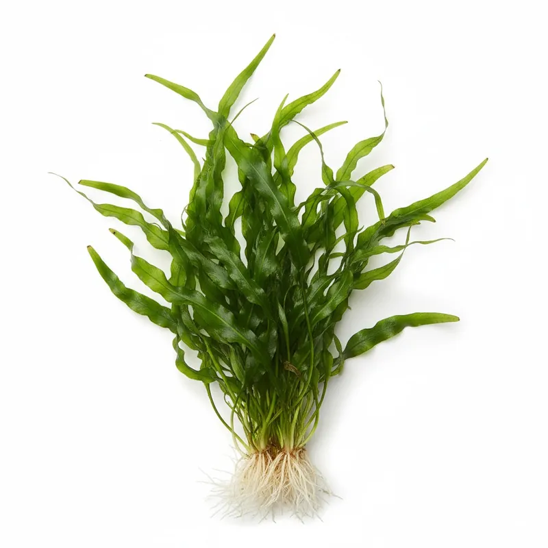 Jungle Valisnaria Asiatica Contortion Bunch - CANTON AQUATICS