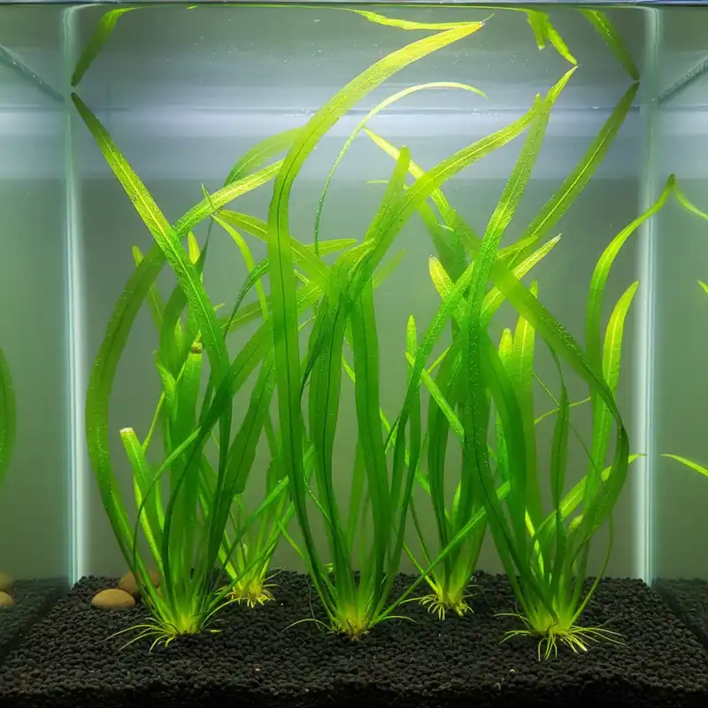 6 Valisnaria (Vals) Spiralis Italian - Canton Aquatics