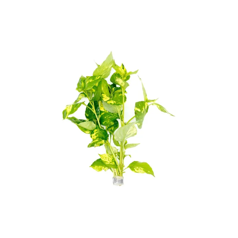 Hygrophilla Corymbosa "Varigated" Marble Temple Plant - Canton Aquatics