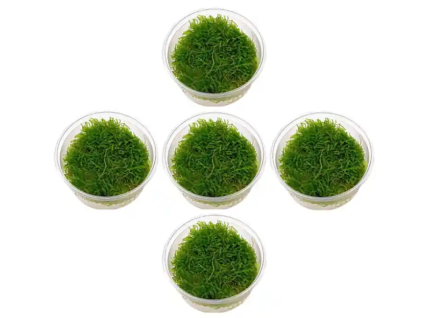 5 Java Moss Portions Taxiphyllum Barbieri - Canton Aquatics