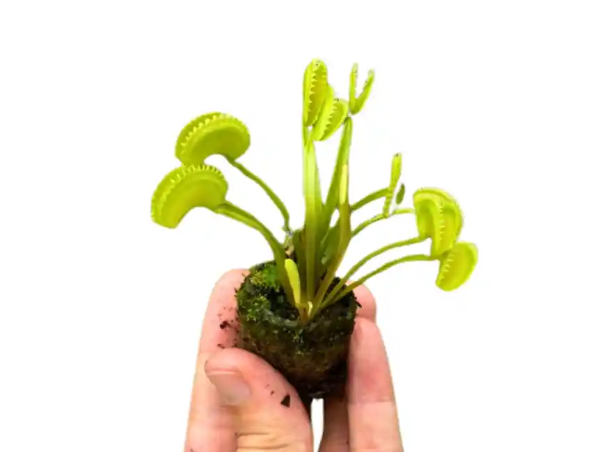 Tropica Nutrition Capsules – Root Fertilizer for Aquarium Plants - Canton Aquatics