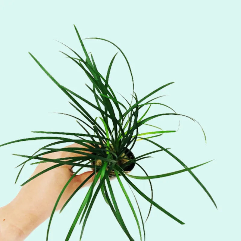 Mondo Grass (Ophiogon Japonica) - Canton Aquatics
