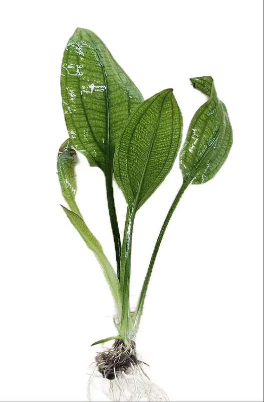 Amazon Sword Large Bare Root 10+ Inches - CantonAquatics