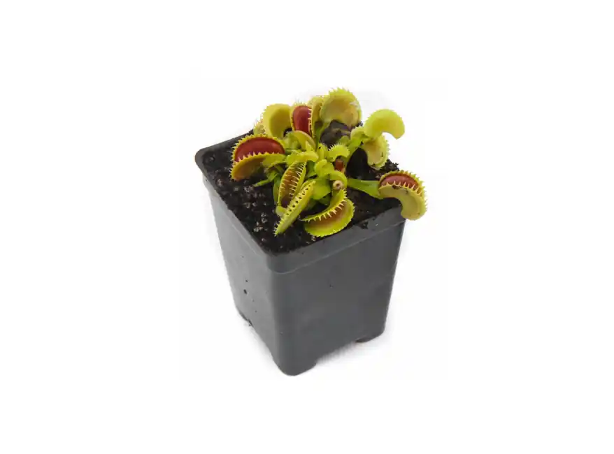 Venus Fly Trap w/Dome (Dionaea muscipula ‘Dente’) 3″ Pot - Canton Aquatics