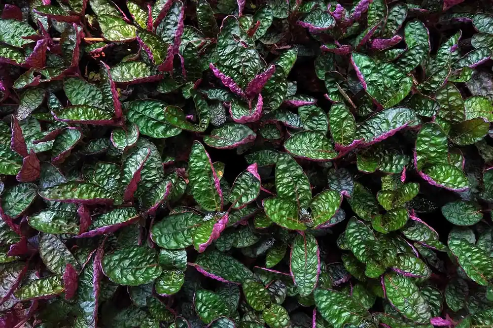 Purple Waffle “Red Krinkle” (Hemigraphis exotica) - Canton Aquatics