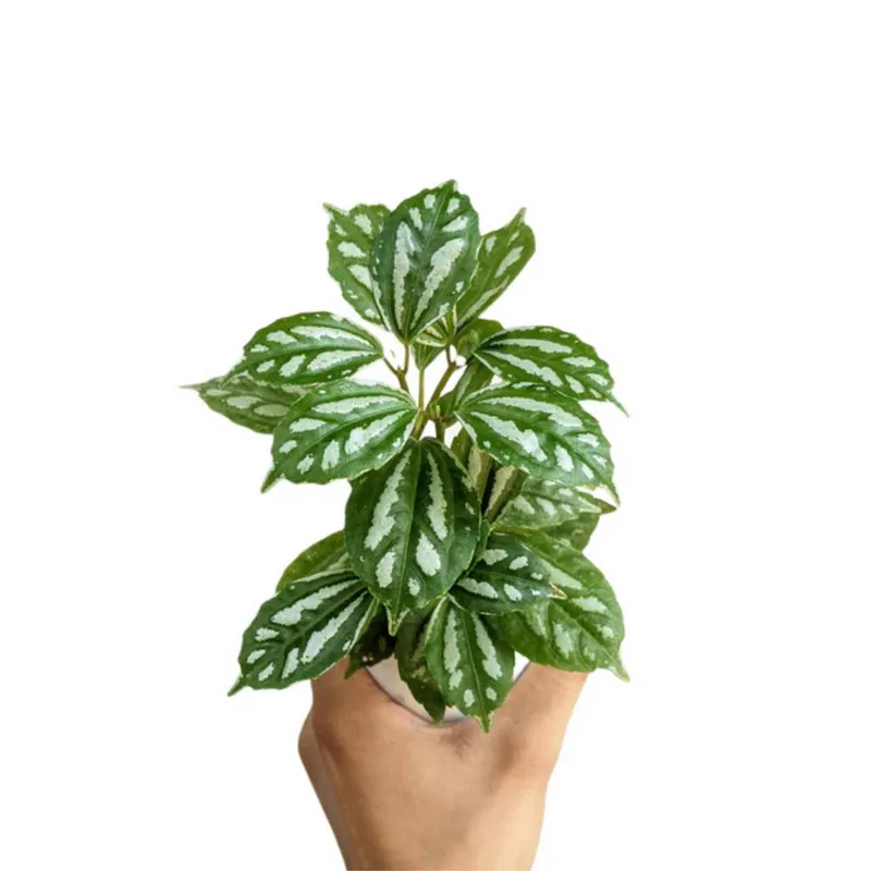 Pilea Cadierei Aluminum Plant - Canton Aquatics