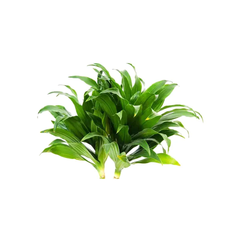 Janet Craig Pineapple Plant Dracaena Compacta - Canton Aquatics