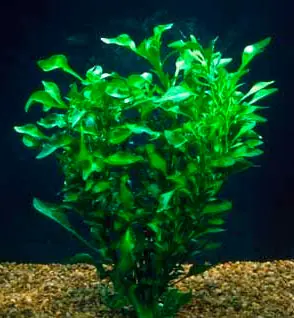 Florida Ruffle “Green Hedge” (Alternanthera sp.) - Canton Aquatics