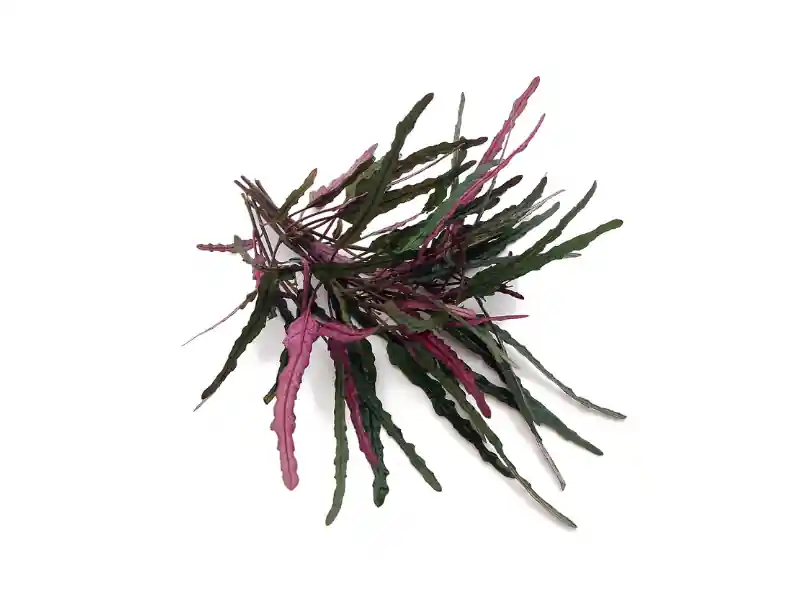 Dragon’s Tongue “Flame” (Hemigraphis repanda) – Live Terrarium & Paludarium Plant - Canton Aquatics