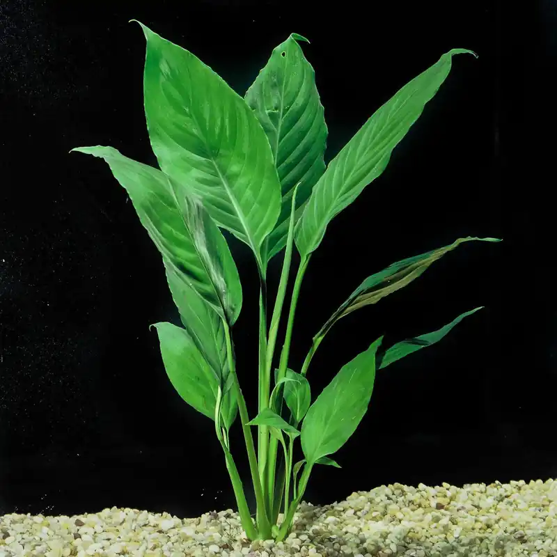 Brazilian Sword “Peace Lily” (Spathiphyllum sp) - Canton Aquatics