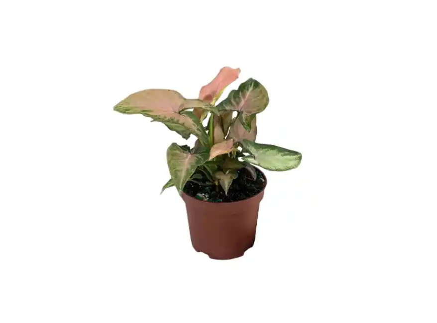 Arrowhead Plant (Syngonium) – Live Houseplant - Canton Aquatics