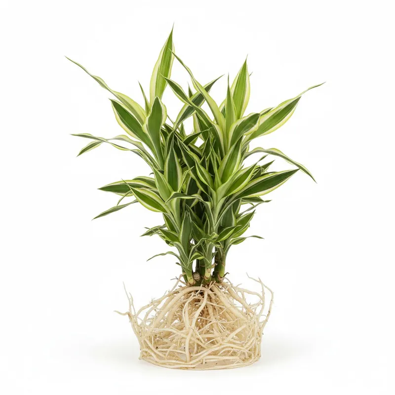 Sanderiana Variegated (Dracaena sanderiana) – Lucky Bamboo Variegated - Canton Aquatics