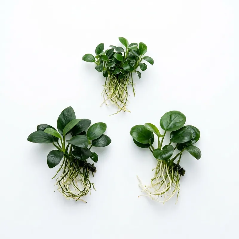 Anubias Aquatic Plants Bundle – Our Choice | Small 1–3 Inches | Bare Root - Canton Aquatics