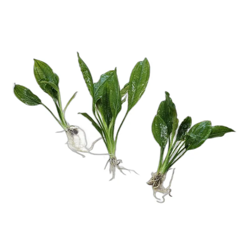 Amazon Sword Assorted Bundle – Our Choice | Small | Bare Root - Canton Aquatics