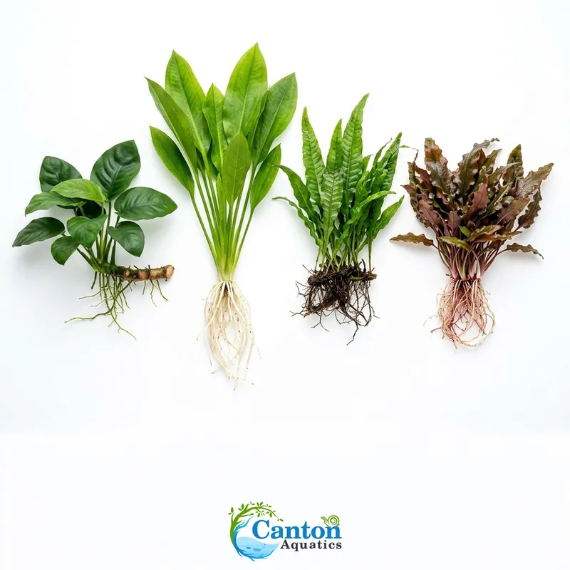 Live Aquarium Plants Essential Bundle - Canton Aquatics