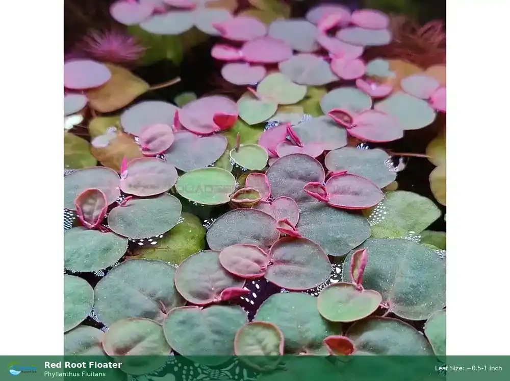 Red Root Floaters Live Plant 8 Ounce Double Portion Cup - Canton Aquatics