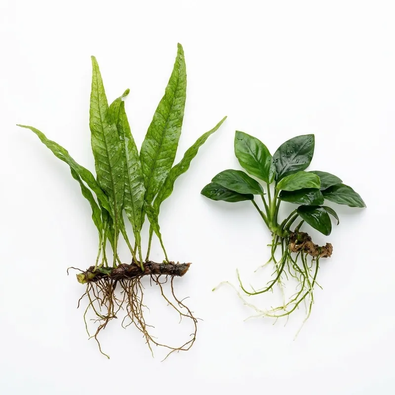Java Fern & Anubias Nana (Microsorum Pteropus, Anubias Barteri) - Canton Aquatics