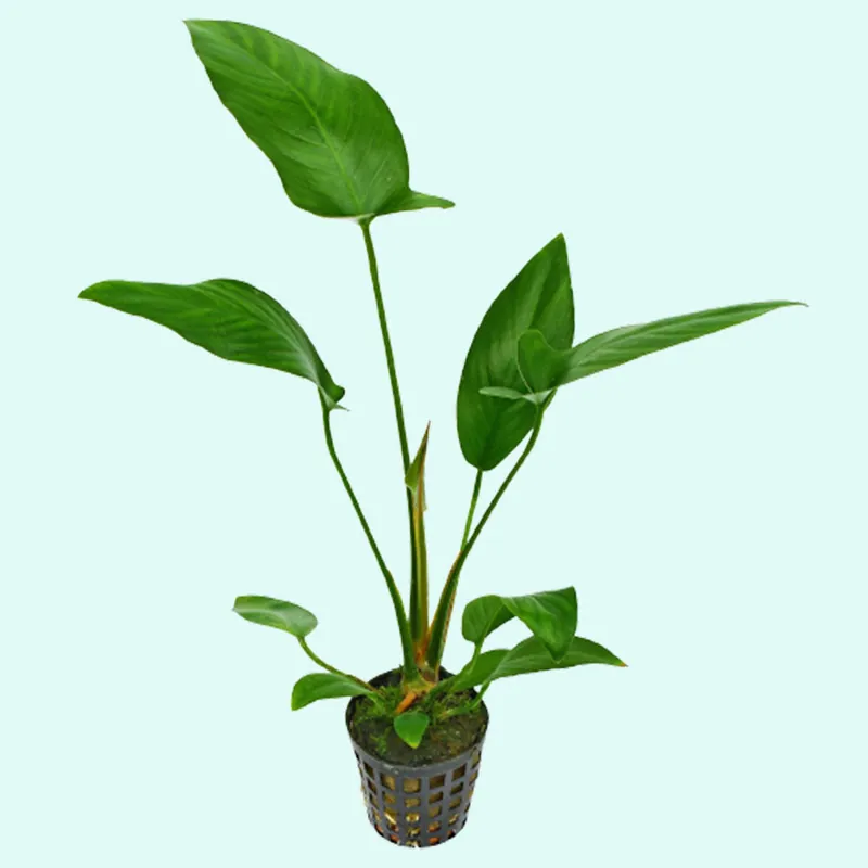 Anubias Hastifolia - Canton Aquatics