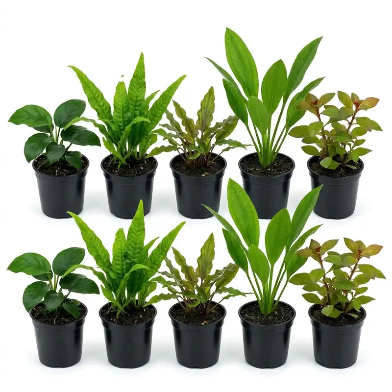Live Aquarium Plants Bundle 10 Assorted Potted Freshwater Plants for Fish Tanks Beginner Friendly - Canton Aquatics