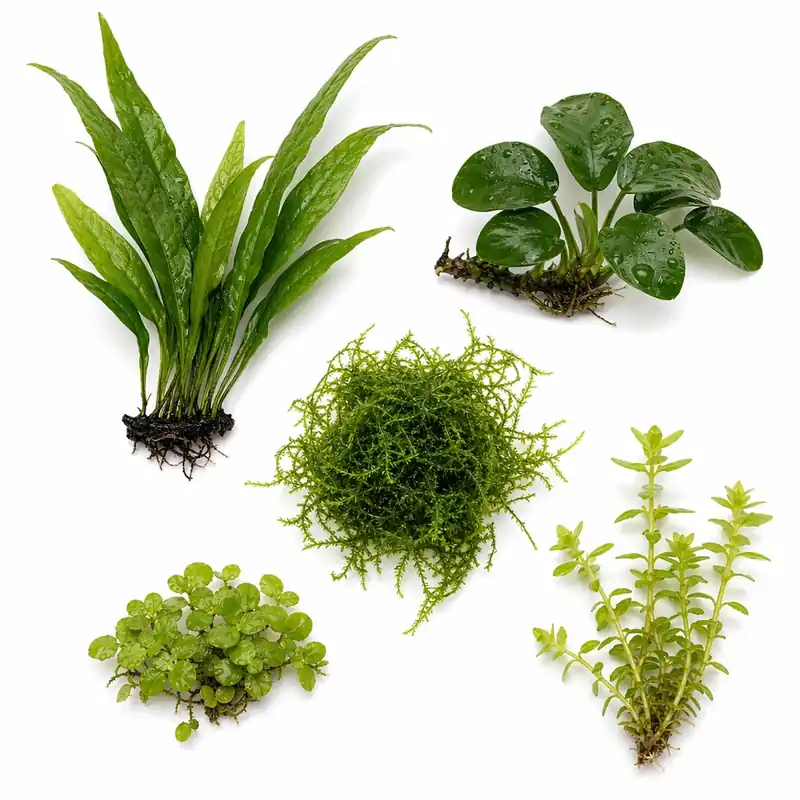 Betta Fish Plant Bundle | Low Light Aquarium Kit | 5 Live Plants | Java Fern, Anubias, Java Moss, Red Root Floater, Stem Plant - Canton Aquatics