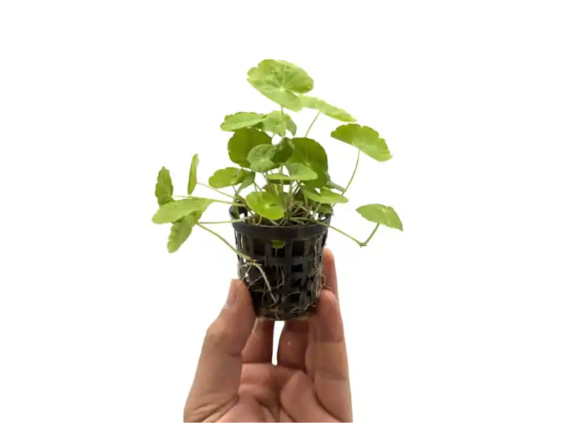Brazilian Pennywort - Live Freshwater Aquarium Plant