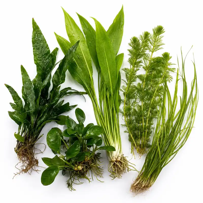 Beginner Live Aquarium Plants Bundle 3 to 75 Assorted Easy Plants for Fish Tanks - Canton Aquatics