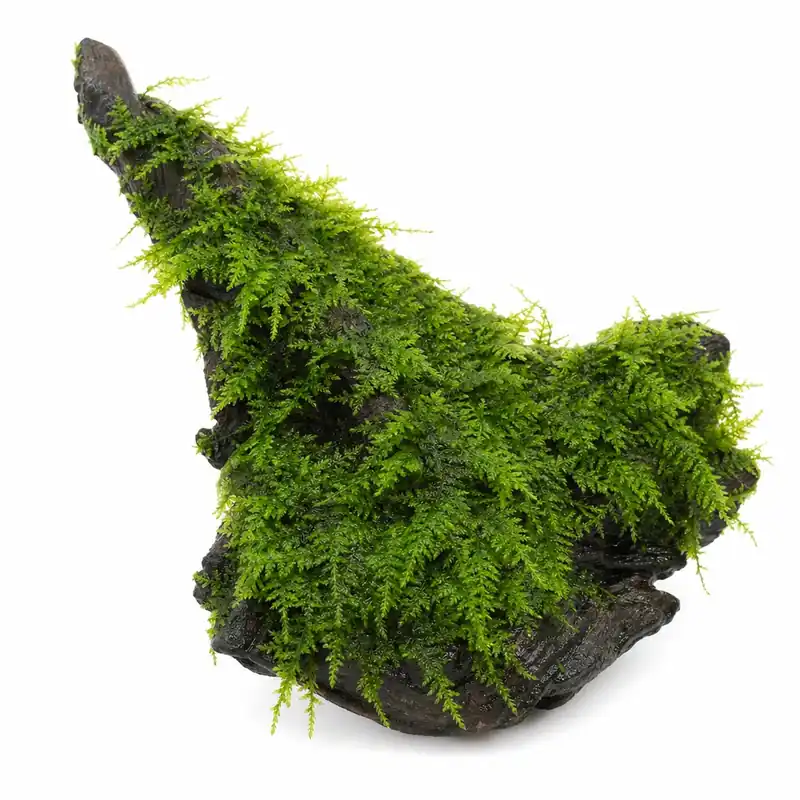 Christmas Moss on Driftwood - Live Freshwater Aquarium Plant