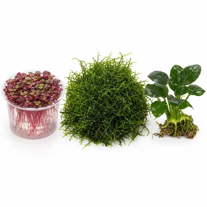 Live Shrimp Tank Plant Bundle | Aquarium Plants for Shrimp Neocaridina Cherry Shrimp - Canton Aquatics