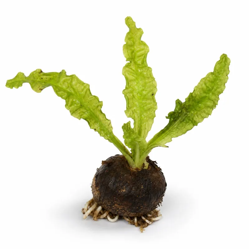 Aponogeton Crispus Bulb Live Aquarium Plant Crinkled Sword Freshwater Easy Beginner Low Light No CO2 - Canton Aquatics