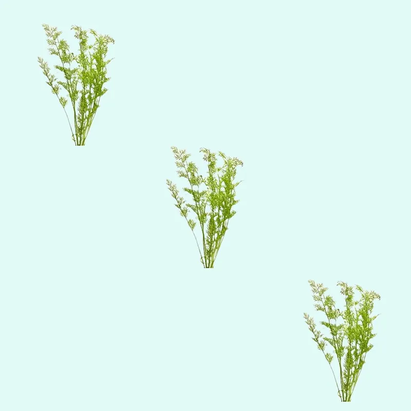 (3) Medium Water Sprite Lace Leaf Live Aquarium Plants - Canton Aquatics