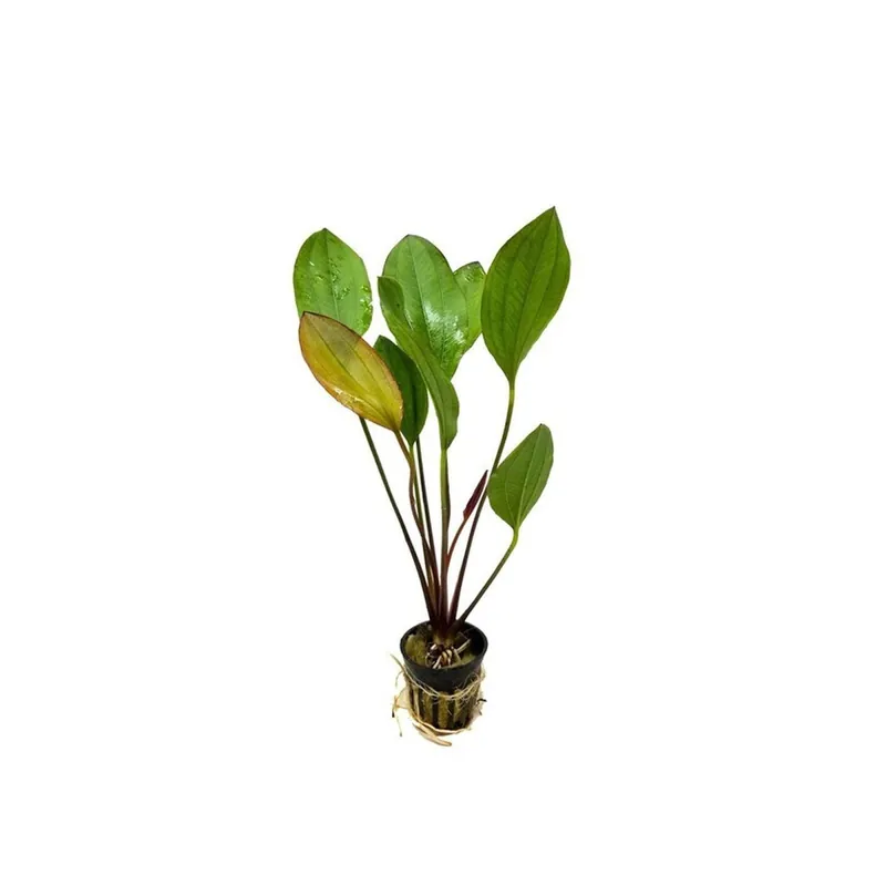 Amazon Sword Echinodorus Red Melon - Canton Aquatics