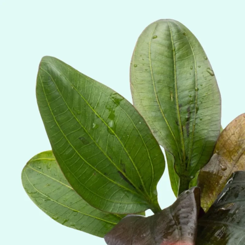 Amazon Sword Echinodorus (Red Pearl) (1 Plant | Bare Root | Large 10+ Inches) Live Aquarium Plants BUY 2 GET 1 FREE - Canton Aquatics
