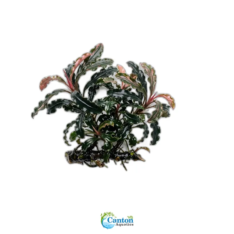 Bucephalandra Kedagang 52 - Canton Aquatics