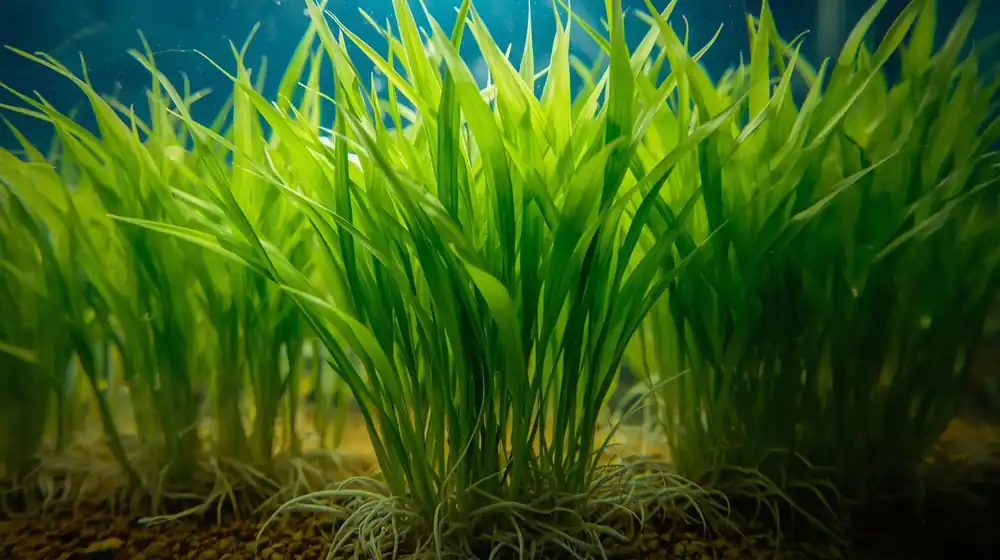 Dwarf Sagittaria (Broadleaf) - Canton Aquatics