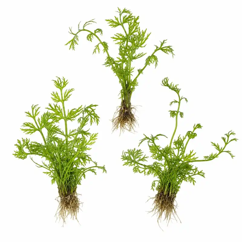 Water Sprite Lace Leaf Medium 3 Pack Live Aquarium Plants Freshwater Easy Care - Canton Aquatics