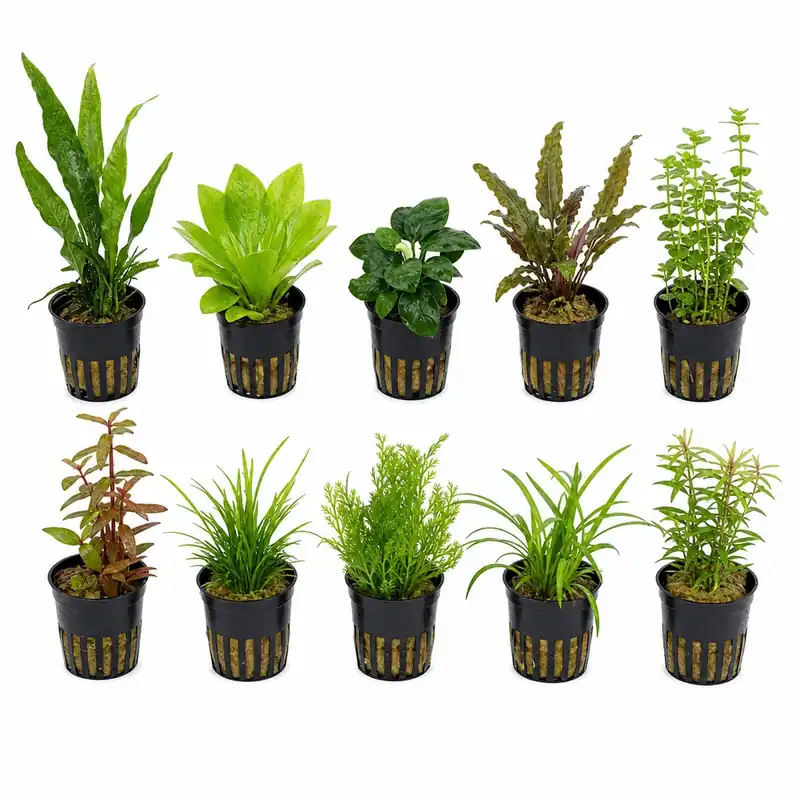 Live Aquarium Plants Bundle 10 Assorted Potted Freshwater Plants for Fish Tanks Beginner Friendly - Canton Aquatics