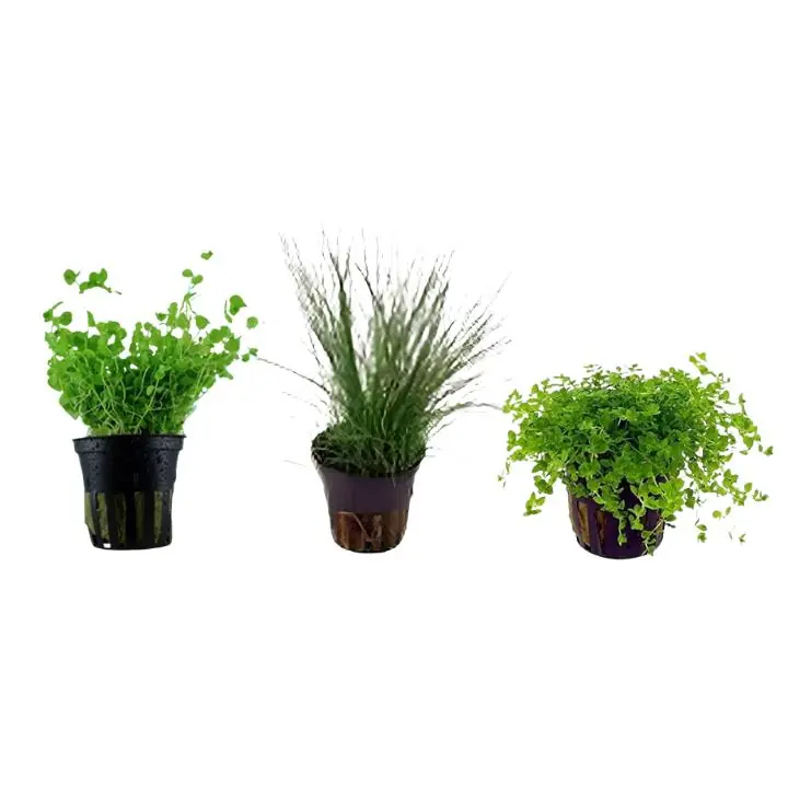 Aquarium Foreground Plant Bundle – 3 Pots - Canton Aquatics