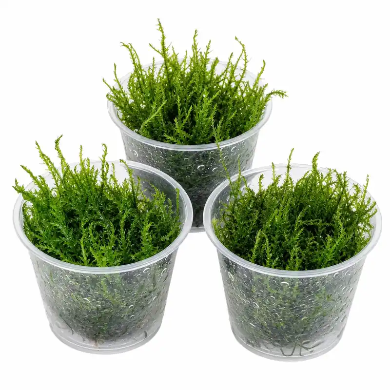 Flame Moss Live Aquarium Plant 3 Pack 4oz Freshwater Moss for Fish Tank - Canton Aquatics
