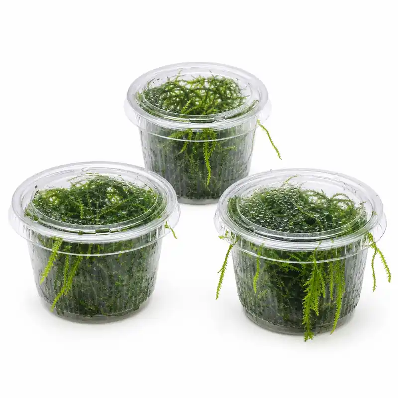Weeping Moss Live Aquarium Plant 3 Pack 4oz Cups Freshwater Fish Tanks - Canton Aquatics