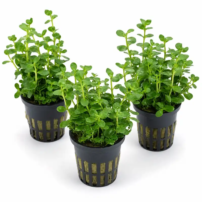 Bacopa Moneywort Live Aquarium Plant 3 Pack Potted Freshwater Fish Tank Bundle - Canton Aquatics