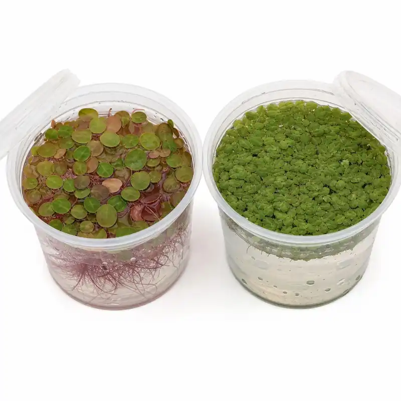 Shrimp Tank Floater Kit - Red Root Floater & Salvinia (4 Ounce, 2 Pack)